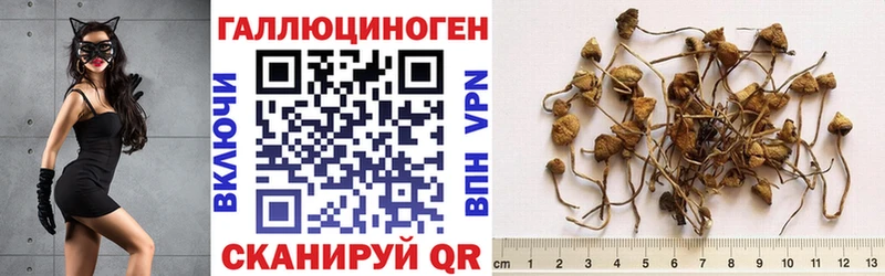 купить закладку Саранск OMG сайт Псилоцибиновые грибы прущие грибы